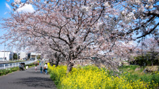 国分川さくら並木|桜と菜の花が彩る松戸の春絶景スポット