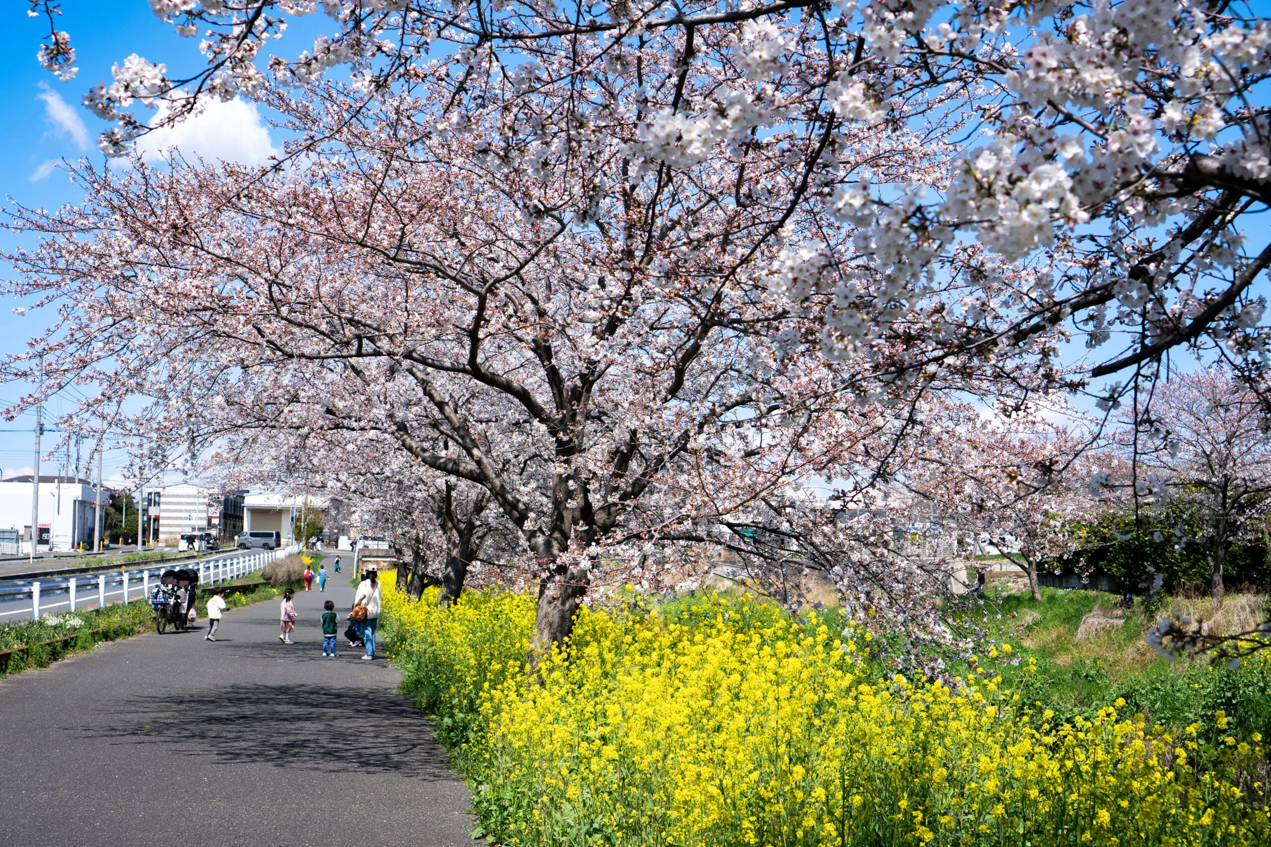 国分川さくら並木｜桜と菜の花が彩る松戸の春絶景スポット - 東松戸の地域情報