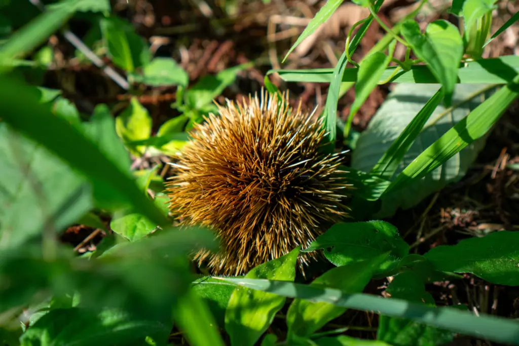 栗拾い様確認用 まだまだ栗拾いできますよ！ ｜ スタッフブログ ｜ のうランド