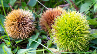 東松戸「湯浅栗園」で無農薬の栗拾い！予約方法から最新情報確認まで完全解説