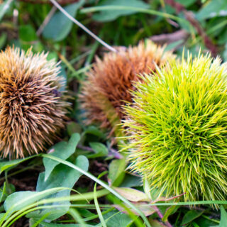 栗拾い様確認用 original.jpg?1630046409